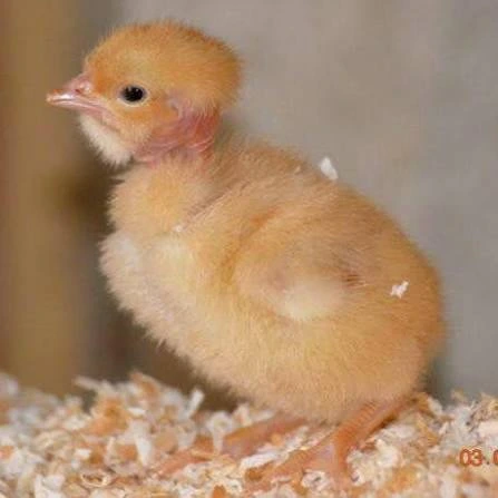 [VOL-NOI-0001] Poussin Noiler
