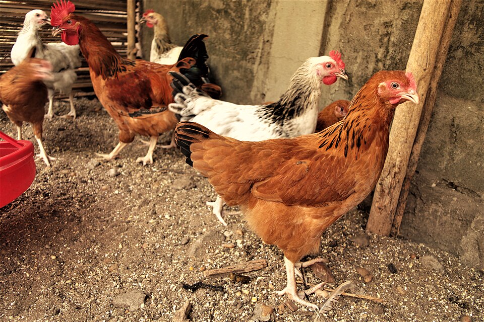 Nouveau Poulet Goliath