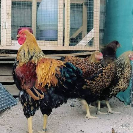 [VOL-GLT-0001] Poulet Goliath